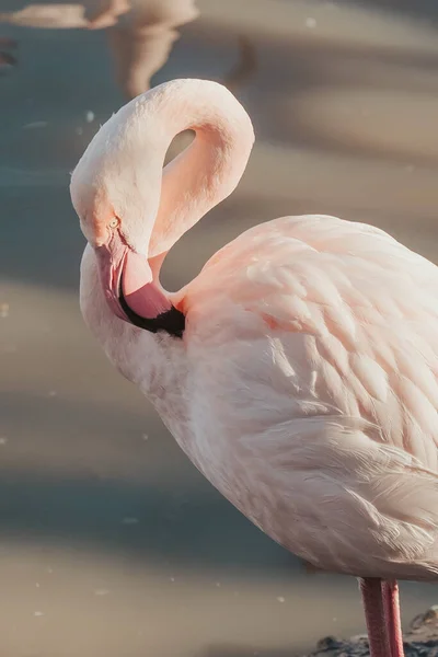 Egy Függőleges Közelkép Egy Gyönyörű Rózsaszín Flamingóról — Stock Fotó