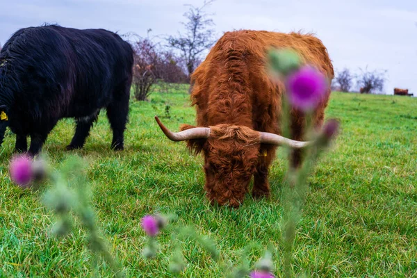 Closeup Shot Highland Scottish Cows Grazing Green Field — Stock Photo, Image