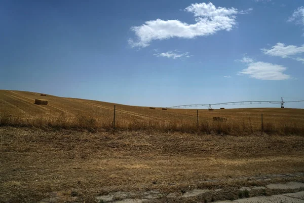 Beautiful Shot Harvested Crop Wheat Field — Stock fotografie