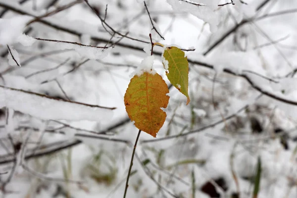 一片有选择的黄秋落叶在森林里被雪覆盖 — 图库照片