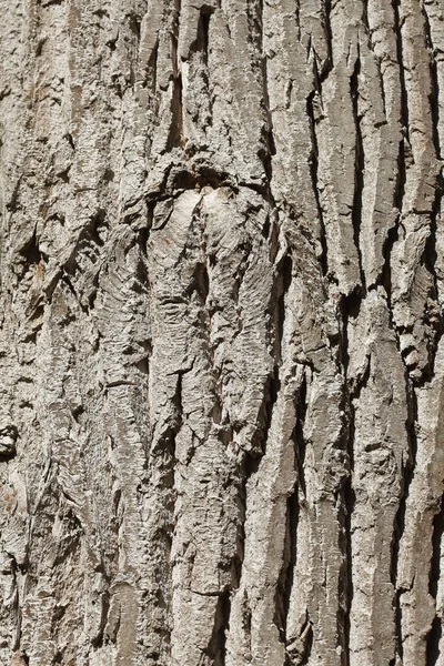 Close Vertical Textura Casca Madeira — Fotografia de Stock