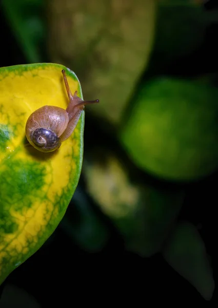 Plan Vertical Escargot Sur Une Feuille Arbre — Photo