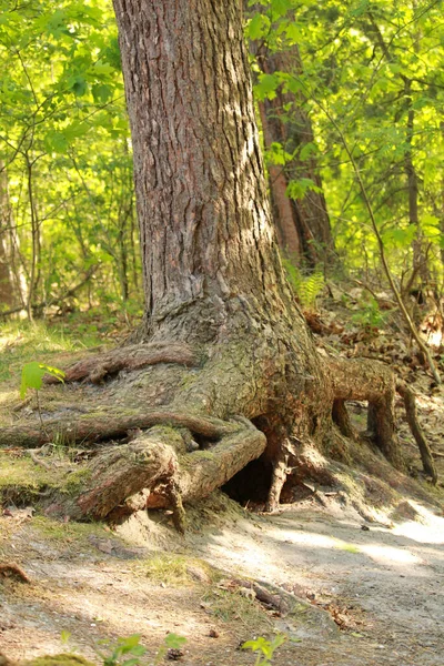 Tiro Vertical Uma Árvore Grossa Uma Floresta — Fotografia de Stock