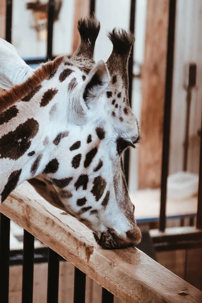 Svislý Záběr Žirafy Stánku Zoo — Stock fotografie