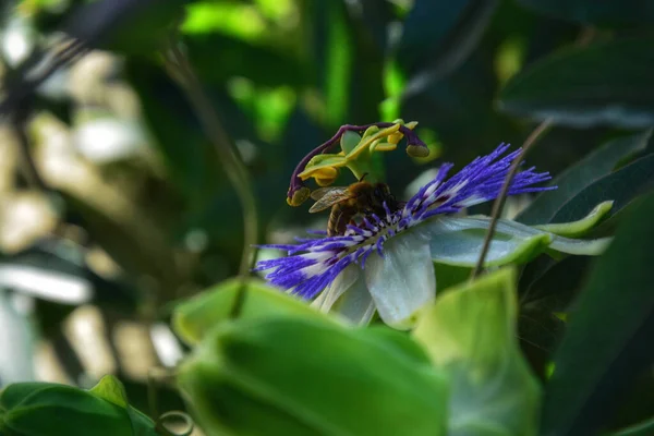 Eine Nahaufnahme Der Schönen Blauen Blume Mit Einer Biene Hintergrund — Stockfoto