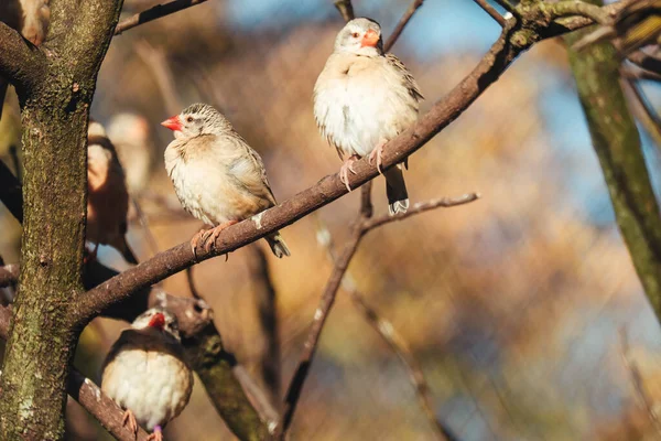 Μια Χαμηλή Γωνία Των Πουλιών Σπίνοι Σκαρφαλωμένο Ένα Κλαδί Δέντρου — Φωτογραφία Αρχείου
