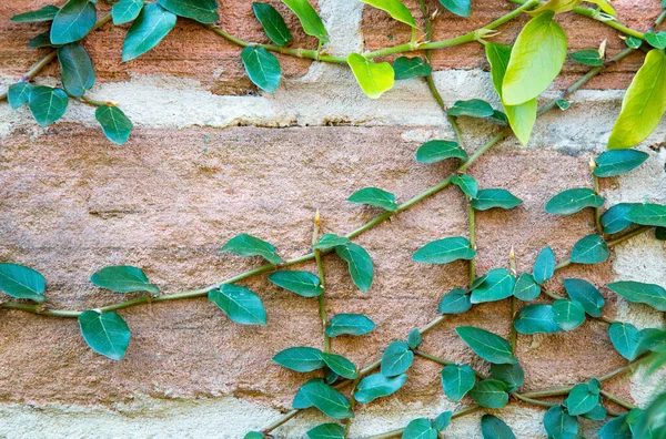 Primer Plano Una Planta Trepadora Una Pared —  Fotos de Stock