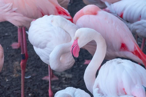 Eine Nahaufnahme Von Schönen Rosa Flamingos — Stockfoto