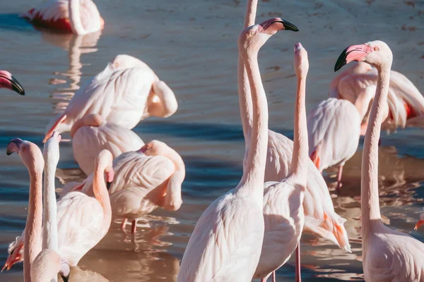 Schöne Aufnahme Einer Gruppe Rosa Flamingos Wasser — Stockfoto
