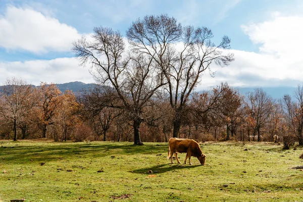 Tiro Uma Vaca Pastando Pasto Perto Uma Floresta Outono — Fotografia de Stock