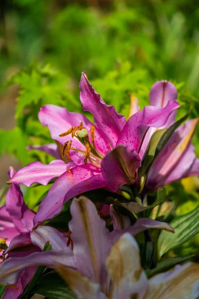 Detailní Záběr Krásné Květiny Zahradě — Stock fotografie