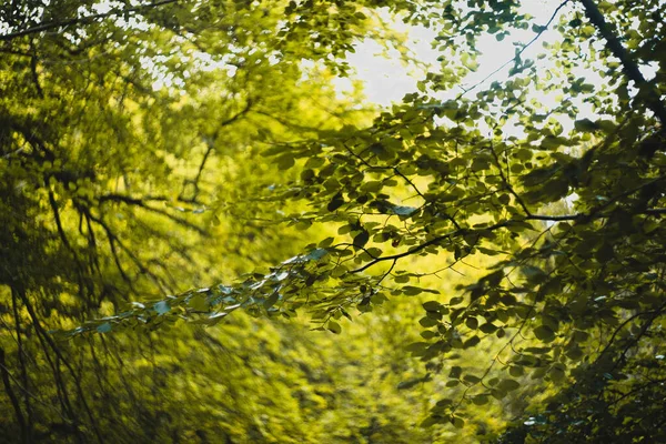 Прекрасний Вибірковий Фокус Зеленого Листя Лісу — стокове фото