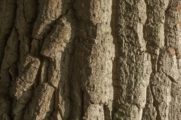 Närbild Bild Detaljerna Trä Bark Konsistens — Stockfoto