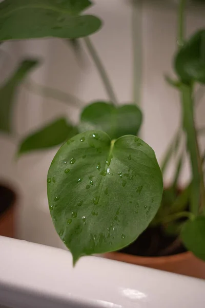 Vertical Shot House Plant Large Green Leaves — Stock Photo, Image