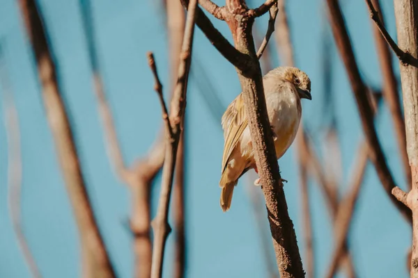 Sebuah Gambar Sudut Rendah Dari Burung Kenari Kuning Bertengger Cabang — Stok Foto