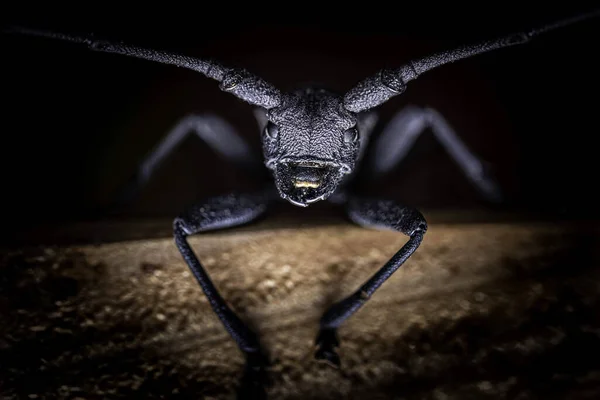 Una Macro Toma Una Araña Negra Sobre Una Superficie Madera — Foto de Stock