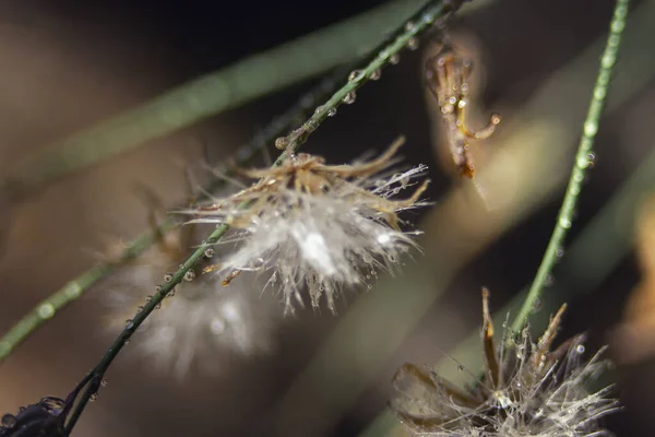 Una Macro Toma Diente León Brillante Sobre Fondo Borroso — Foto de Stock