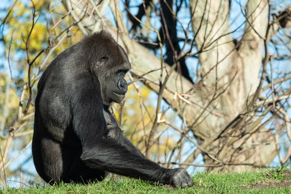 Gros Plan Gorille Assis Dans Herbe Sous Lumière Soleil — Photo