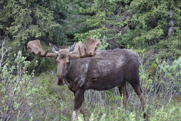 Closeup Moose Big Horns Grazing Forest — Stock Photo, Image