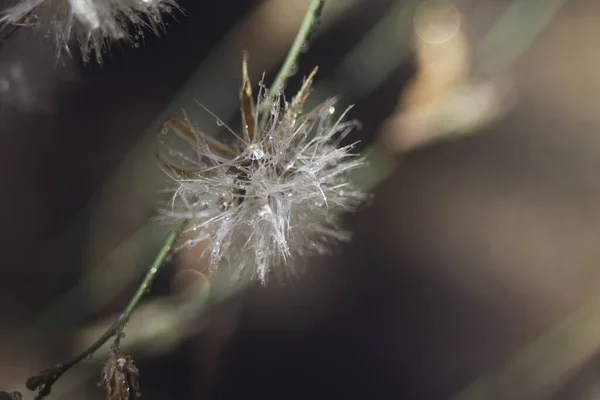 Una Macro Toma Diente León Brillante Fondo Borroso —  Fotos de Stock