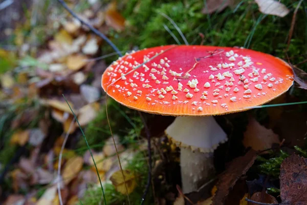 Μια Επιλεκτική Φωτογραφία Της Amanita Muscaria Κοινώς Γνωστή Μύγα Αγαρική — Φωτογραφία Αρχείου