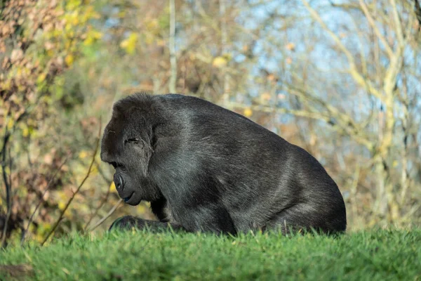 Primer Plano Gorila Caminando Sobre Hierba Montaña —  Fotos de Stock