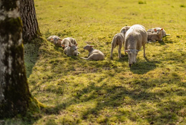 Eine Kleine Gruppe Schafe Auf Dem Feld — Stockfoto