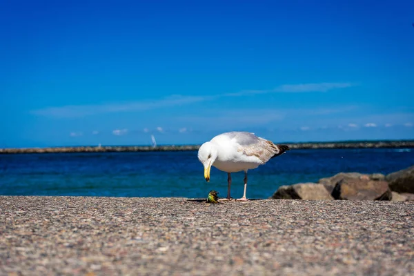 White Seagull Beach — Stock Photo, Image