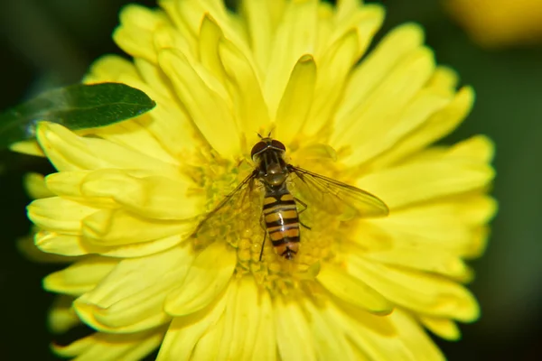 Uma Vista Superior Uma Abelha Coletando Pólen Uma Flor Amarela — Fotografia de Stock