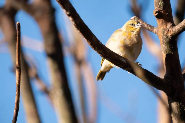 金丝雀 金丝雀一只黄色金丝雀栖息在树枝上的低角度镜头 背景为蓝色 — 图库照片