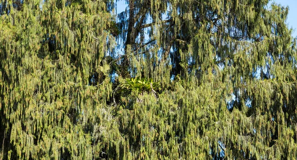 Een Zonnige Achtergrond Van Een Gebladerte Pijnboom — Stockfoto