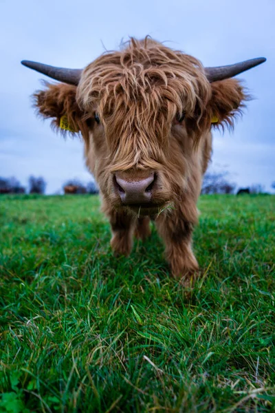 Tiro Vertical Vacas Highlander — Fotografia de Stock