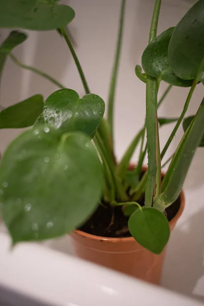 Vertical Shot House Plant Large Green Leafs — Stock Photo, Image