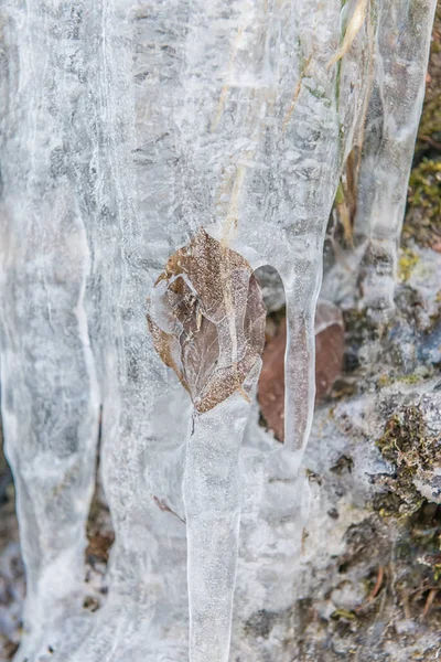 Vertikal Bild Ett Höstlöv Fångat Med Istappar Vintern — Stockfoto