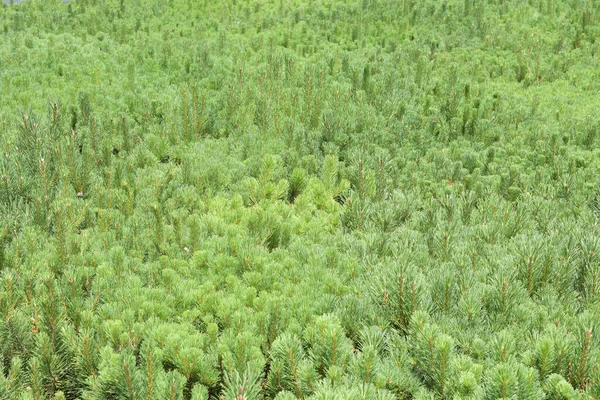 Vista Vários Pequenos Pinheiros Coníferas Pinus Mugo — Fotografia de Stock