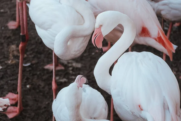 Närbild Vackra Rosa Flamingos — Stockfoto