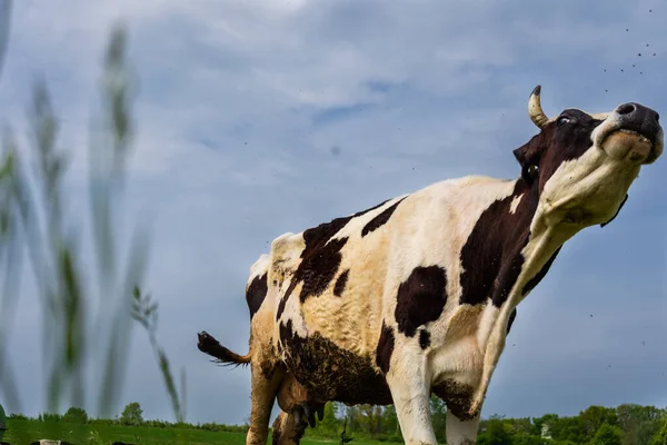 Tiro Perto Uma Vaca Pastando Nos Campos — Fotografia de Stock