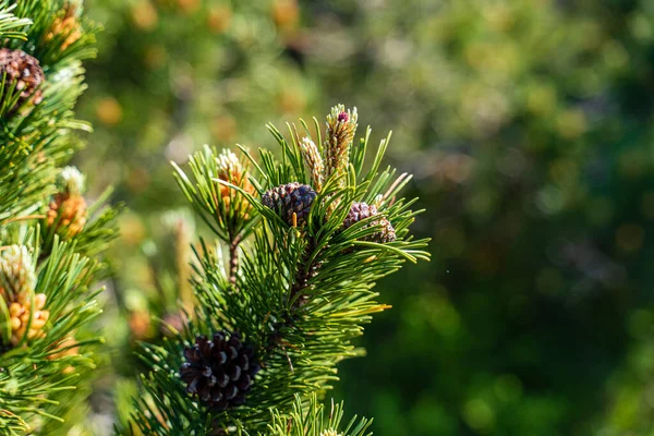 ドイツのブラックフォレストにある松の木のクローズアップ — ストック写真