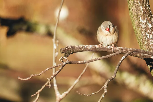 Gros Plan Moineau Avec Bec Rouge Perché Sur Une Branche — Photo