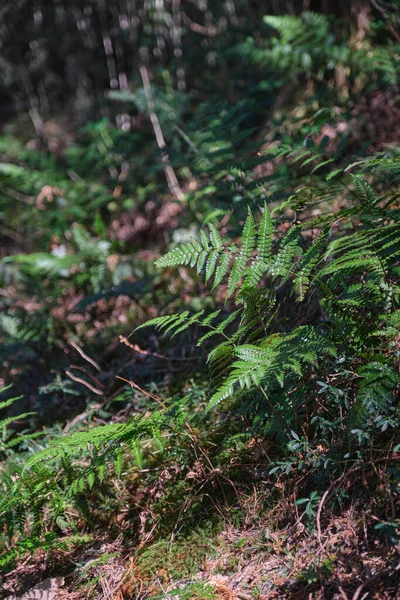 Eğreltiotu Yapraklarının Seçici Odak Noktası Ormandaki Zeminde — Stok fotoğraf