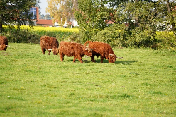 Schotse Hooglandbruine Pluizige Koeien Grazen Het Grasveld Het Platteland — Stockfoto