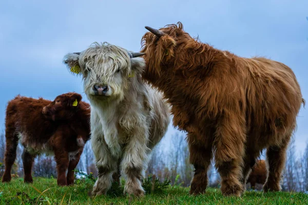 Een Close Shot Van Schotse Koeien Een Groen Fiel — Stockfoto