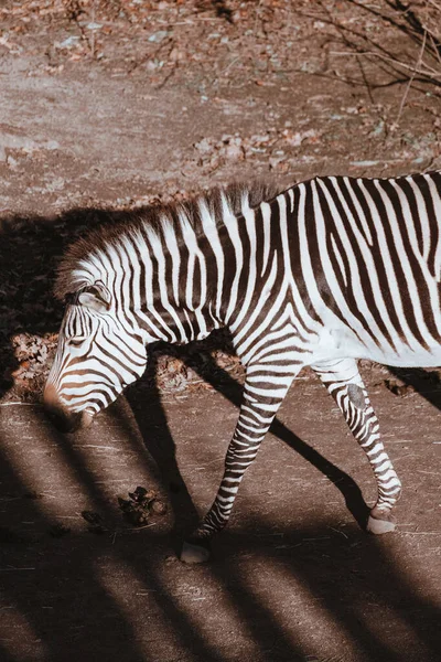 太陽の光の下で動物園を歩くゼブラの垂直ショット — ストック写真