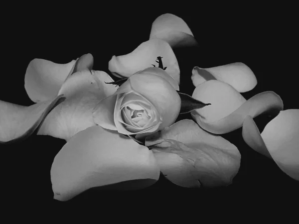 Grayscale Shot Petals White Roses Dark Background — Foto de Stock