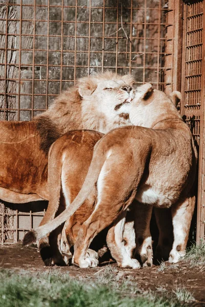 Tiro Vertical Leões Abraçando Zoológico — Fotografia de Stock