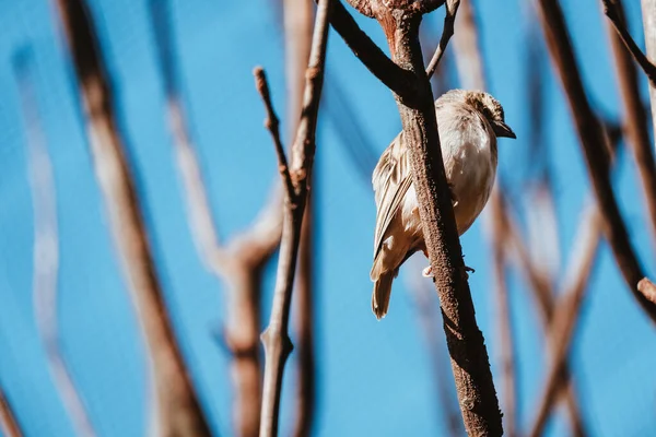 Plan Angle Bas Oiseau Canari Jaune Perché Sur Une Branche — Photo