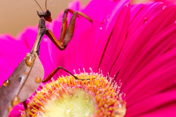 粉红石榴花上昆虫的特写 — 图库照片