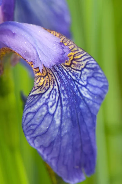 Primer Plano Vertical Del Pétalo Una Flor Iris Púrpura —  Fotos de Stock