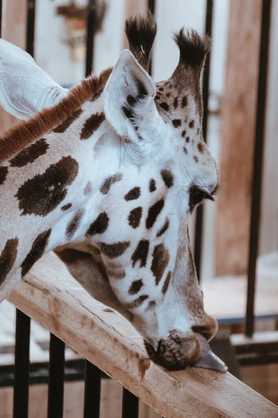 動物園の屋台でキリンの垂直ショット — ストック写真