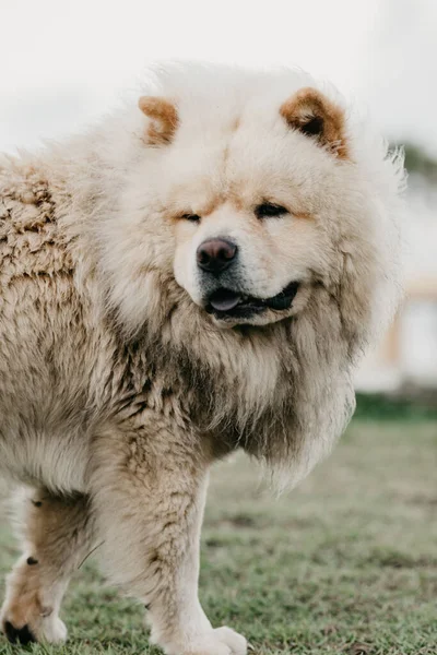 Vertical Shot Beautiful Moody Fluffy Dog White Chow Chow Breed — Stock Photo, Image